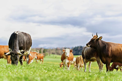 Cows on field