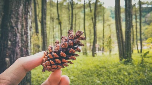 Cropped hand holding pine cone against trees in forest