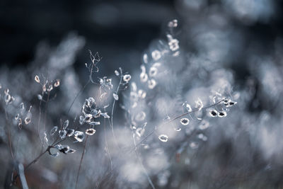 Close-up of wet plant during rainy season