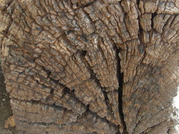 Full frame shot of tree trunk