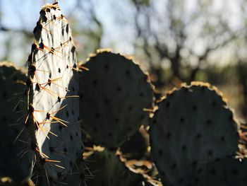Cactus in texas