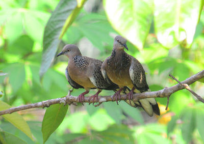 Couple of spotted doves bird