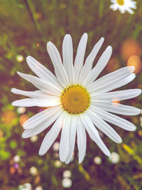 Close-up of white daisy