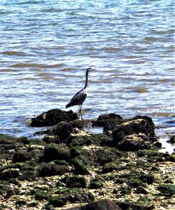 High angle view of gray heron perching on rock by lake