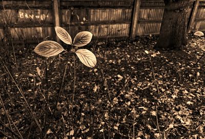 Close-up of mushroom growing on field