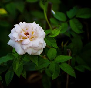 Close-up of white flowering plant
