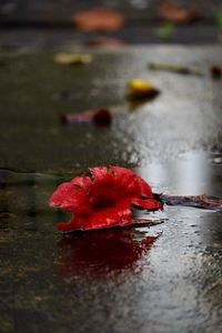 Close-up of red rose flower in lake