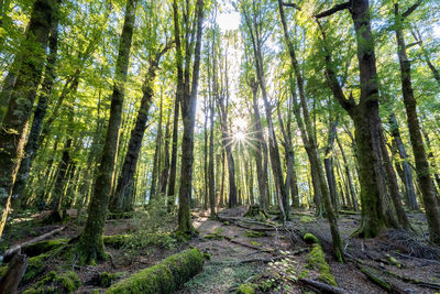 Sunlight streaming through trees in forest