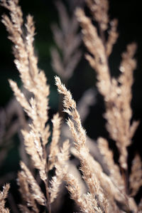 Close-up of plant against blurred background