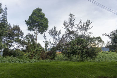 Trees on field against sky