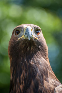 Close-up portrait of a owl