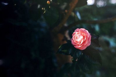 Close-up of flower against blurred background