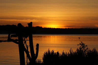 Silhouette of trees at sunset