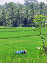 View of farm in field