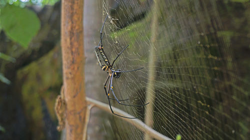 Close-up of spider and web against blurred background