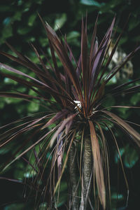 Close-up of plant growing on field