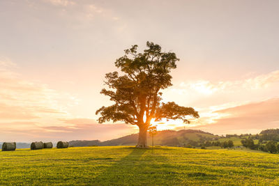 Tree on field against sky during sunset