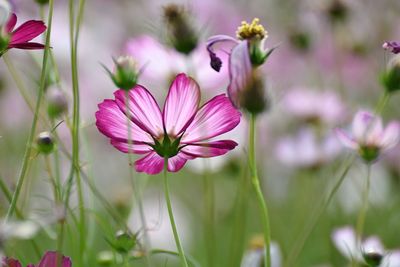 Close-up of pink cosmos flowers