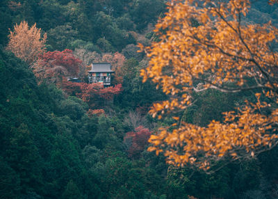 High angle view of trees in forest during autumn