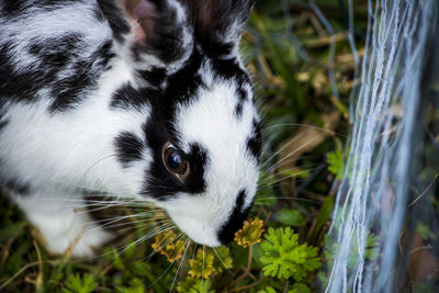 High angle view of rabbit plants