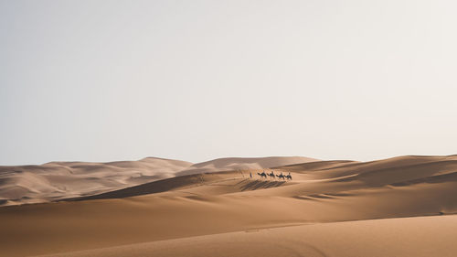 People riding camels on desert against clear sky