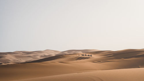 People riding camels on desert against clear sky
