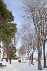 Trees on snow covered field against sky