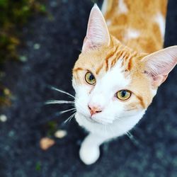 Close-up portrait of a cat