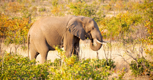 Side view of elephant standing in forest
