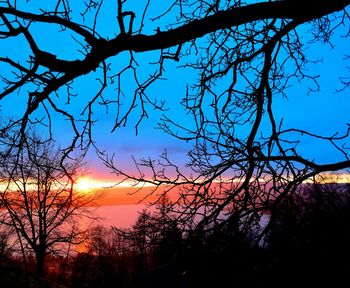 Bare trees against sky at sunset