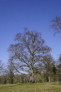 Bare trees on field against clear blue sky