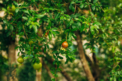 Close-up of berries growing on tree