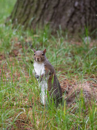 Squirrel sitting on a field