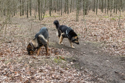 Dog in a forest