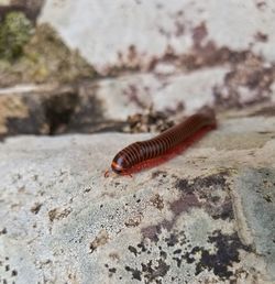 Close-up of insect on rock