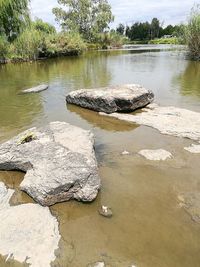 Duck floating on lake against sky