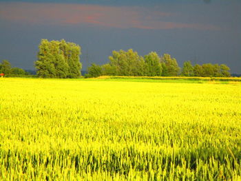 Scenic view of agricultural field against sky