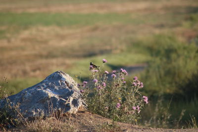 Close-up of purple flowers on field