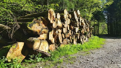 Stack of logs against trees