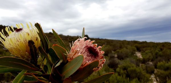 Close-up of flowering plant on field against sky