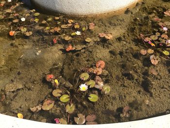 High angle view of flowers in water