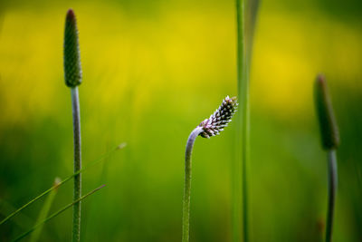 Close-up of insect on plant