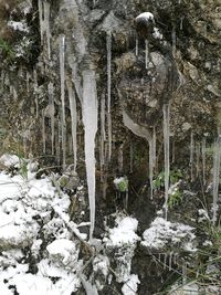 Close-up of water against trees