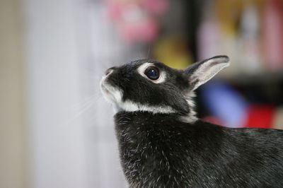 Close-up of black rabbit