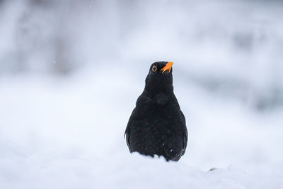 Black bird in snow