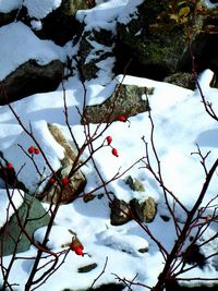 Snow covered trees