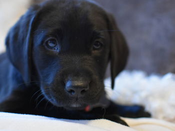 Close-up portrait of a dog