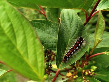 Close-up of butterfly on leaf