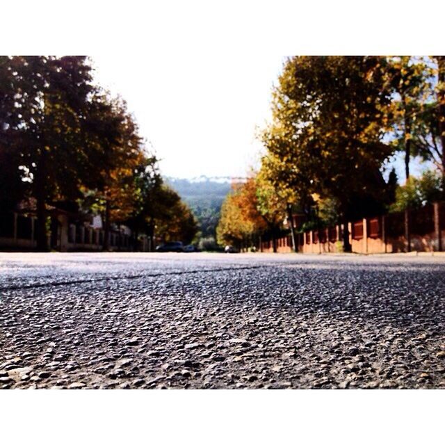 tree, clear sky, the way forward, road, street, diminishing perspective, footpath, sky, copy space, day, vanishing point, asphalt, cobblestone, outdoors, transportation, treelined, tranquility, nature, auto post production filter, tranquil scene