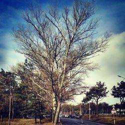 Bare trees along road